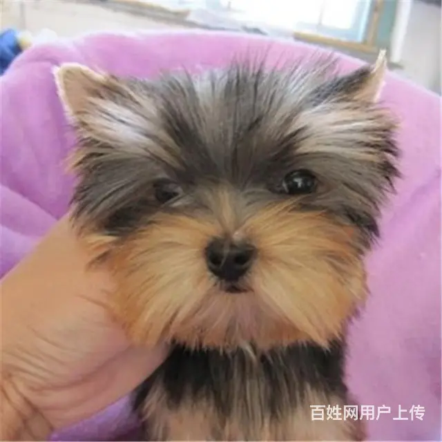 六安卖约克夏的犬舍，犬舍约克夏一般价位 - 图片 11