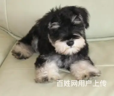 天门卖雪纳瑞的犬舍，犬舍雪纳瑞一般价位 - 图片 9