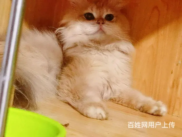金健长毛种公借配 - 图片 2