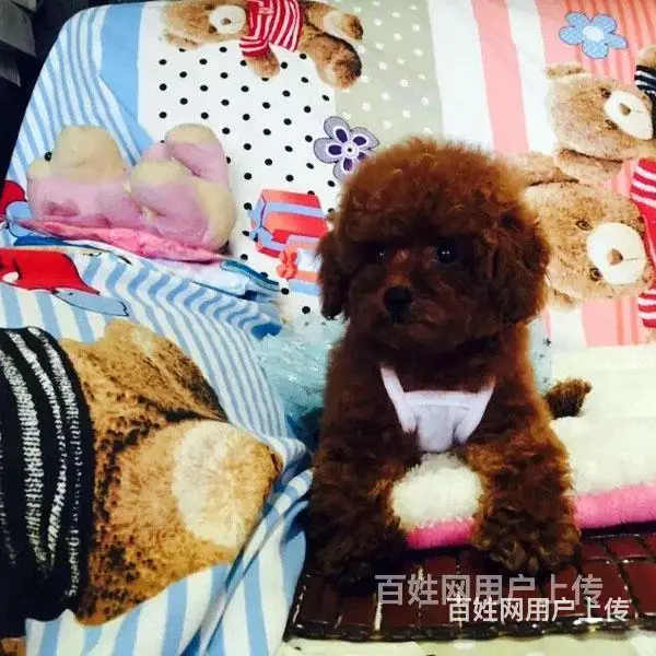 宿迁泰迪犬价格哪里有泰迪买呢 - 图片 2