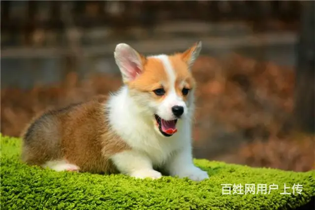 纯种威尔士柯基幼犬 包售后 保纯种 上门可签订协议 - 图片 9