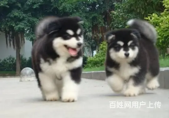 阿拉斯加幼犬 纯种健康有保障可上门可送 - 图片 3