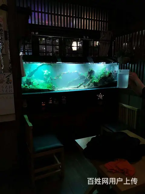 苏州哪家清洗鱼缸好 - 图片 5