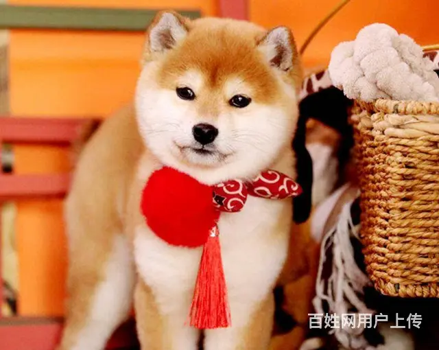 日本柴犬出售 冠军品质 赛级血统 签协议 - 图片 11
