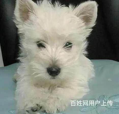 巢湖纯种西高地犬舍，西高地多少钱一只 - 图片 1