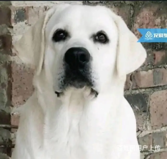 纯种美系赛级拉布拉多犬 - 图片