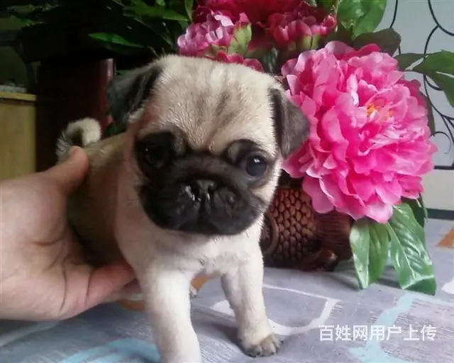 出售纯种巴哥幼犬  巴哥多少钱  巴哥图片 - 图片 4