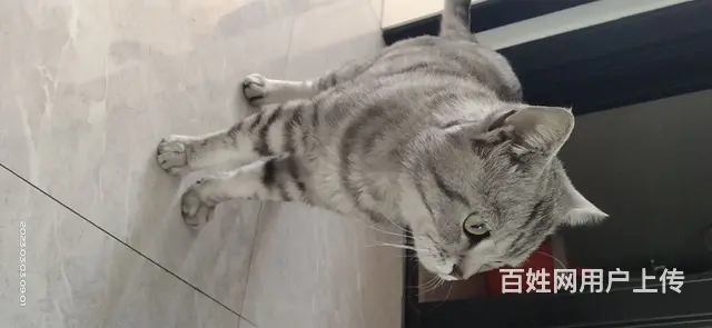 虎皮猫 - 图片 2