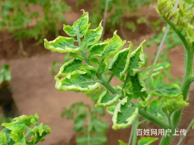 5%氨基寡糖素水剂病毒病防治杀菌营养双调控 - 图片 2