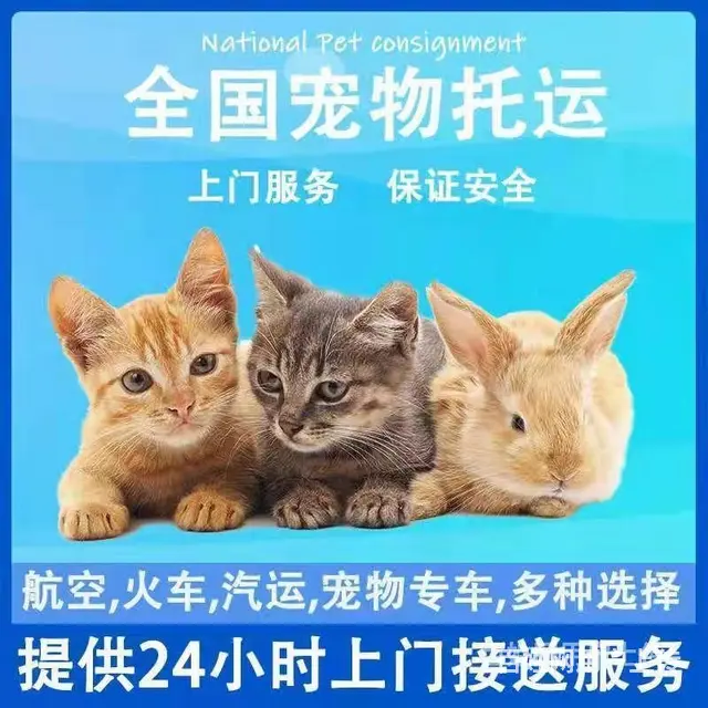 2022永康市宠物托运（猫狗）邮寄快递（宠物活体运输新*闻） - 图片 3