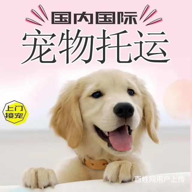 伊春周边宠物托运（猫狗活体快递）陆运 空运至全国 - 图片 3