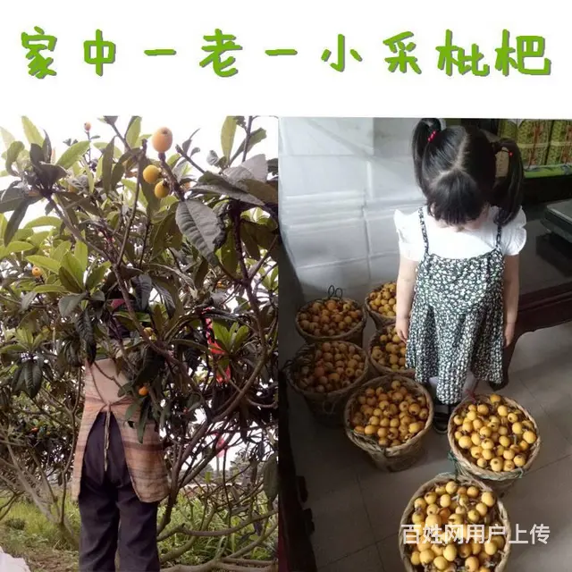 72颗特大果.本地苏州东山白玉白沙枇杷新鲜采摘 - 图片 2