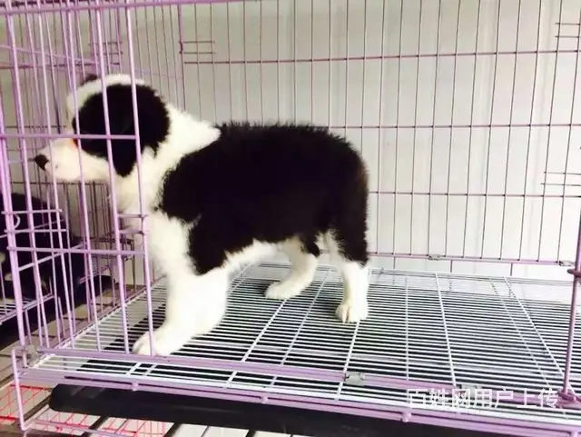 辽阳边牧养殖户 繁殖边牧幼犬的地址 - 图片 5