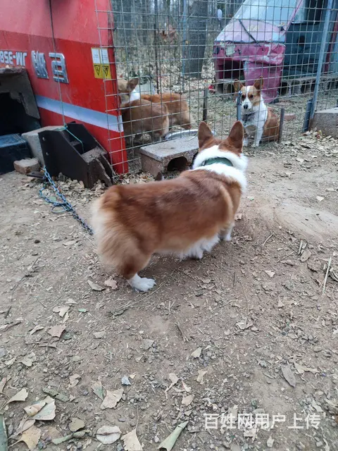柯基种公对公借配，博美种公，鹿犬种公 - 图片 3