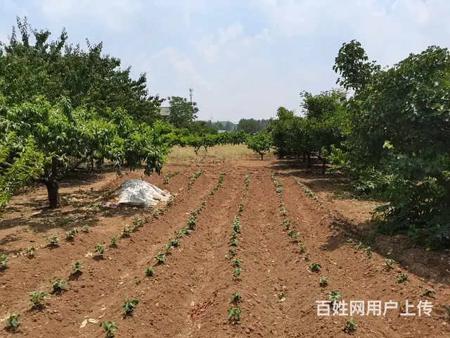 休闲养生农家小院 - 图片 8