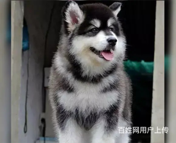 阿克苏阿拉斯加犬舍基地常年出售纯种阿拉双血阿拉幼犬 - 图片 2