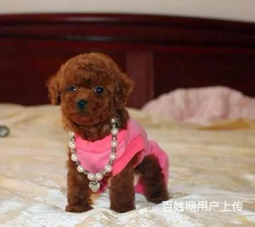 广州纯种迷你贵宾犬价格 狗舍直销 包纯种健康签协议 - 图片 2
