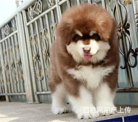 纯种阿拉斯加幼犬 黑十字架脸,大骨量大毛量犬舍直销 - 图片 6
