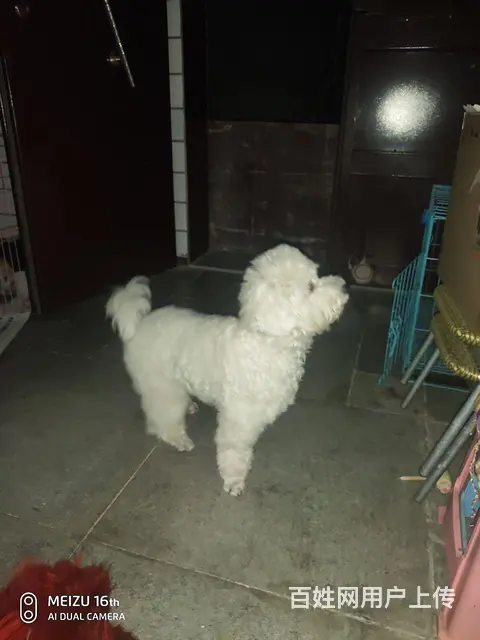纯白小比熊求售 - 图片 1