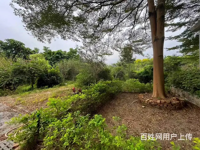 从化区鳌头镇有180亩平地绿化场苗圃场整体转让 - 图片 12
