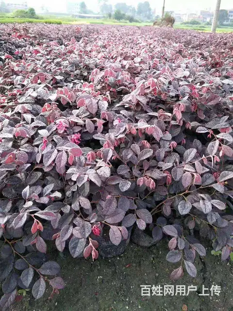 贵州草花，时令草花，四季草花，工程草花，花卉批发 - 图片 4