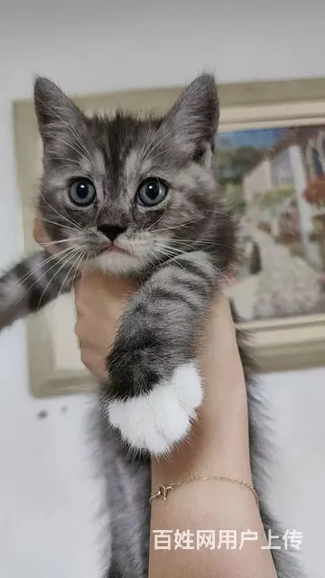 宠物猫宝 - 图片 4