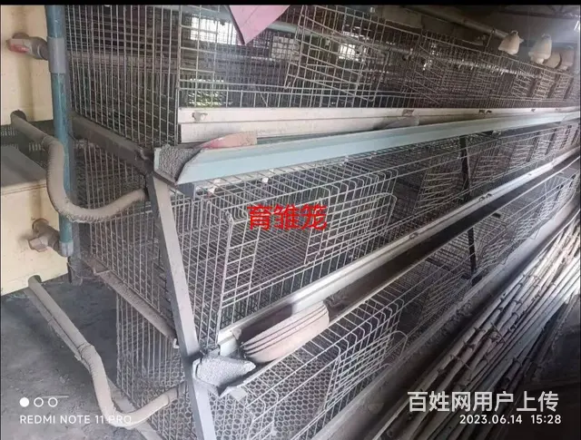 闲置蛋鸡养殖设备一套 - 图片 4