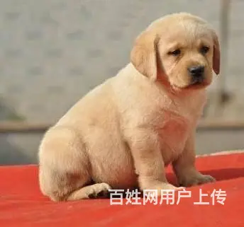 拉布拉多有什么颜色30天包退换签协议 - 图片 9