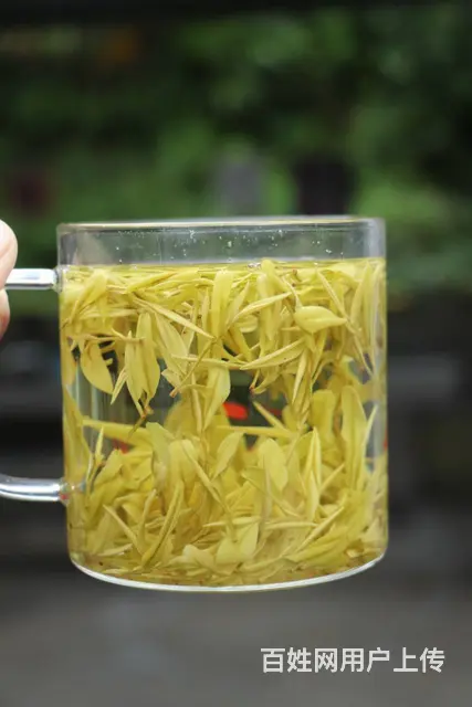 谷雨黄金芽 消暑解渴提神 小戴白茶直销 - 图片 4