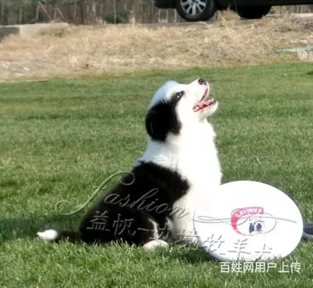 出售   高品质边牧宝宝【益帆边境犬舍】 - 图片 5