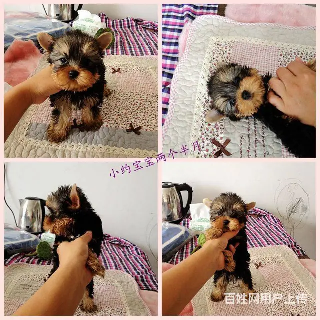 赛级约克夏犬,保健康,签合同,可送货上门 - 图片 3
