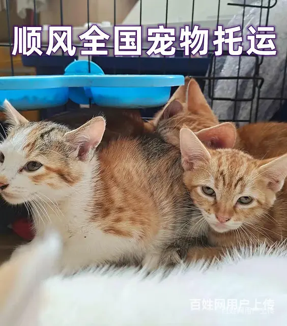2022伊川县宠物托运（猫狗）邮寄快递（宠物活体运输新*闻） - 图片 6