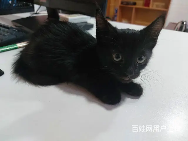 【搞定了！】中华田园黑猫玄猫小奶猫免费领养 - 图片 6