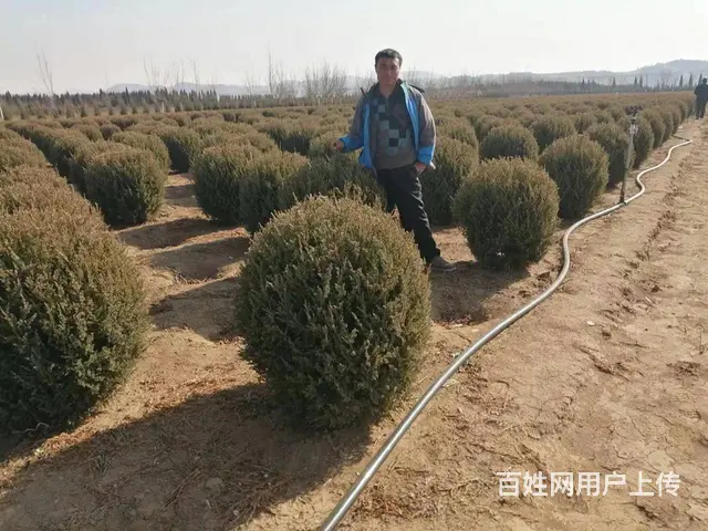 常年出售云杉，柏树，油树，长青树 - 图片 8