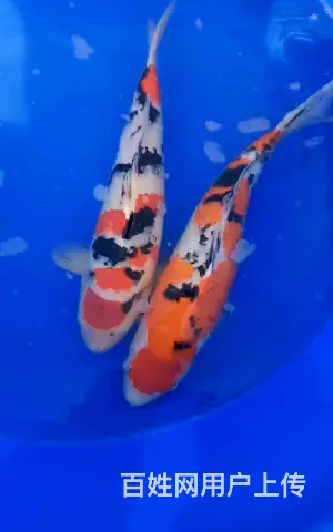 苏州市锦鲤批发，祥瑞锦鲤养殖 - 图片 1