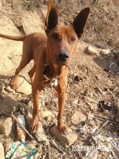 猎犬转让 - 图片 4