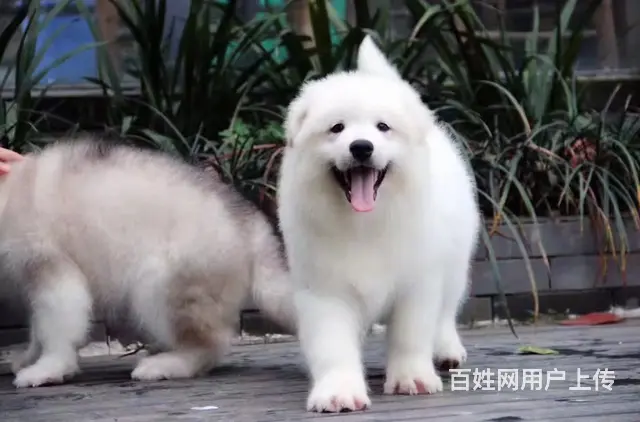 玉溪哪里有出售萨摩耶幼犬宝宝 定时做疫苗和驱虫 公 - 图片 4