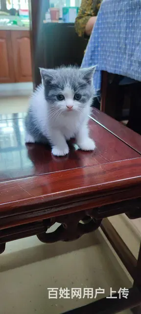 出售家养小蓝猫 - 图片