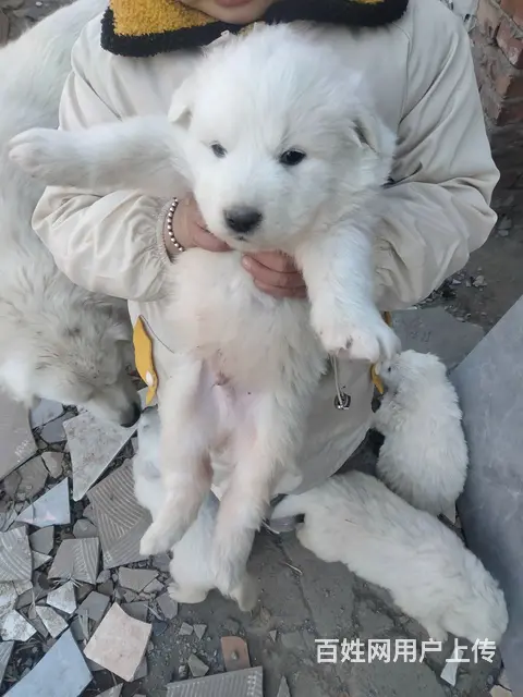 出大白熊犬 - 图片 1