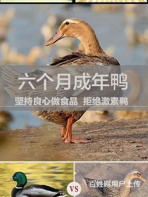 晋中板鸭，赣南桃花岛板鸭 - 图片 3