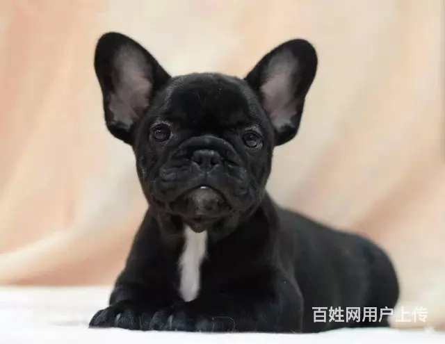 纯种赛级法国斗牛犬 证品质健康 颜色齐全 - 图片 2