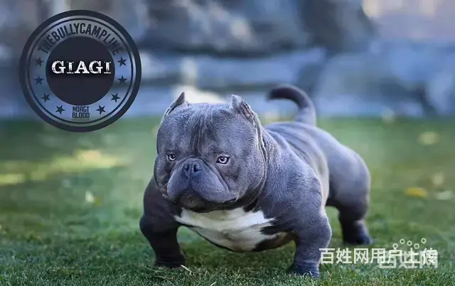 宿迁洛克恶霸犬舍 专业繁殖纯种恶霸 - 图片 4