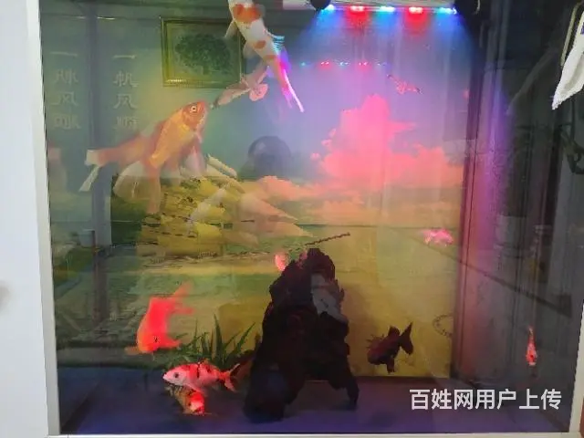 草鱼和锦鲤 - 图片 1