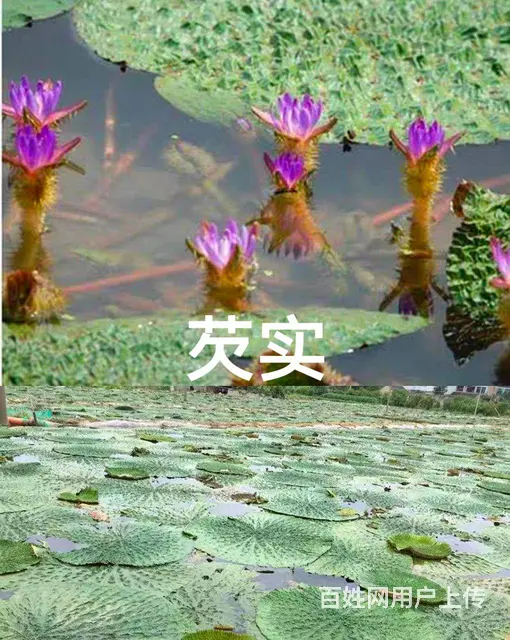 鞍山大量供：荷花，睡莲，芡实，水葫芦，花蔺，泽泻等 - 图片 3