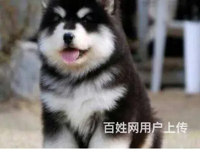 承德阿拉斯加怎么卖 家养阿拉斯加 保健康 - 图片 4