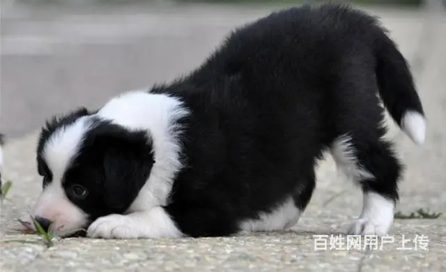 边牧 出售边境牧羊犬幼犬 疫苗三针做齐 - 图片 2