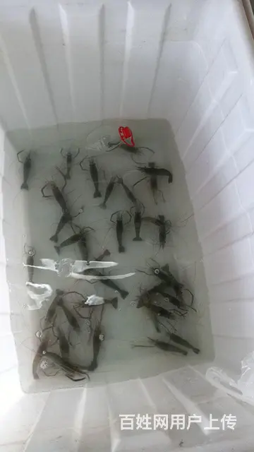 小徐生鲜海鲜店 - 图片