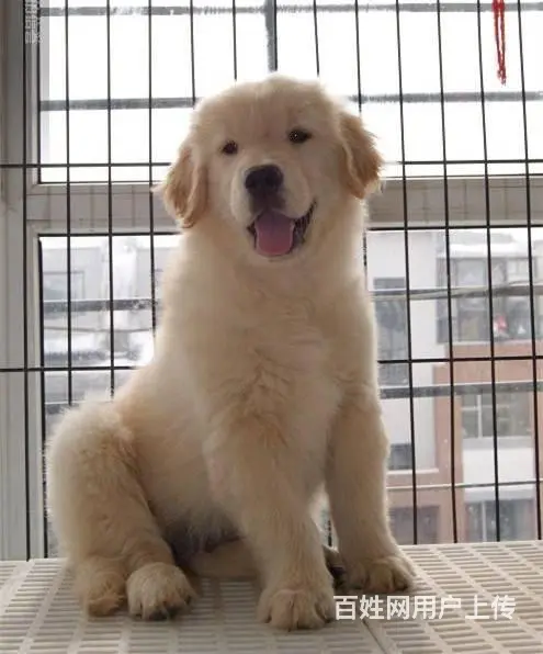 出售纯种美系金毛犬幼犬 大骨架黄金猎犬金毛幼犬 - 图片 5