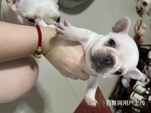 【搞定了！】自家小方体 法牛 40多天，荷兰疫苗，已驱虫。有 - 图片 2