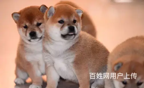 承德柴犬怎么卖 家养柴犬 疫苗齐全 - 图片 5